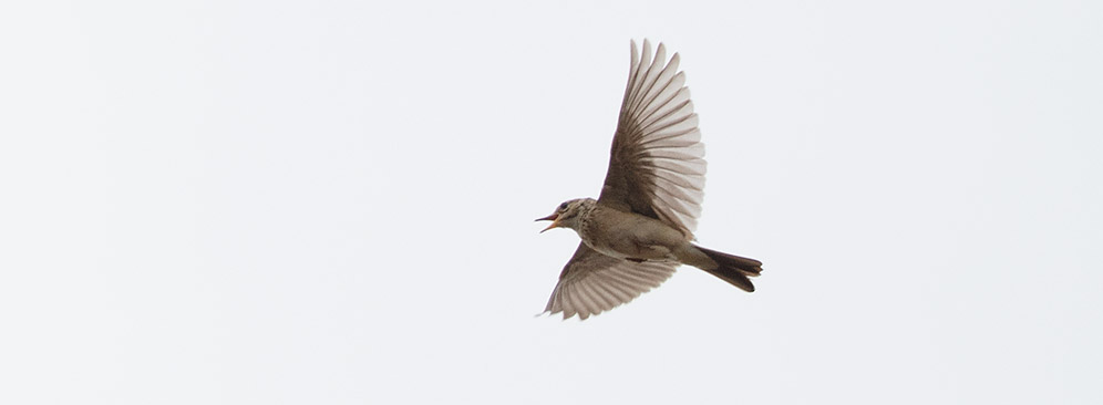 Long-billed Pipit displaying